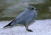 Larus modestus - Grey Gull