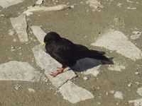 Pyrrhocorax graculus - Alpine Chough