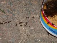 Image of: Formicidae (ants)