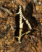 Image of: Papilio cresphontes