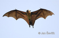 Pteropus giganteus - Indian Flying Fox