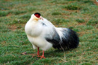 Image of: Crossoptilon crossoptilon (white eared-pheasant)