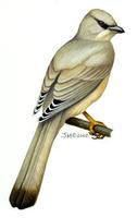 Image of: hypocolius ampelinus (grey hypocolius)