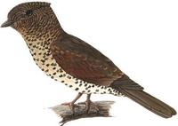 Image of: Leptosomus discolor (cuckoo-roller)