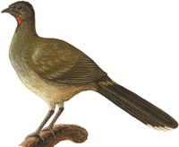 Image of: Ortalis vetula (plain chachalaca)