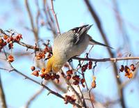 Image of: Pinicola enucleator (pine grosbeak)