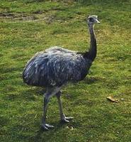 Image of: Rhea americana (greater rhea)