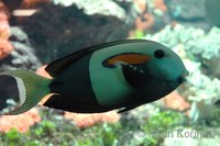 Acanthurus olivaceus - Orangeshoulder Surgeonfish