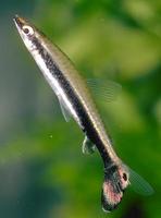 Image of: Nannostomus unifasciatus
