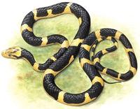 Image of: Leptodeira septentrionalis (cat-eyed snake)