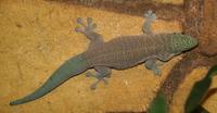 Image of: Phelsuma standingi