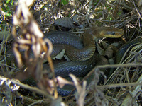 Zamenis longissimus - Aesculapean Snake
