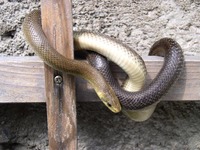 Zamenis longissimus longissimus