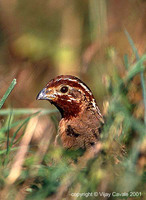 Jungle Bush Quail - Perdicula asiatica