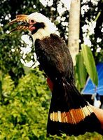 Tarictic Hornbill - Penelopides panini