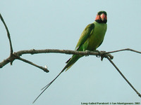 Long-tailed Parakeet - Psittacula longicauda
