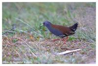 Black-tailed Crake - Porzana bicolor