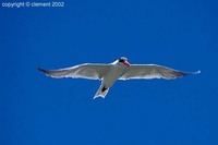 Caspian Tern - Sterna caspia