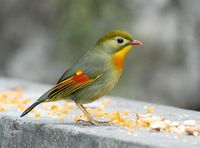 Red-billed Leiothrix - Leiothrix lutea