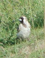 Small Snowfinch - Pyrgilauda davidiana