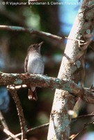 Rusty-tailed Flycatcher - Muscicapa ruficauda