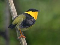 Golden-collared Manakin (Manacus vitellinus) photo