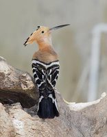 Madagascar Hoopoe (Upupa marginata) photo