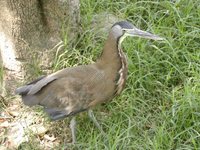 Fasciated Tiger-Heron - Tigrisoma fasciatum