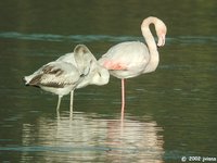 Greater Flamingo - Phoenicopterus roseus