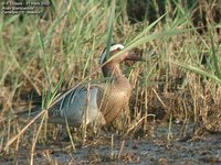 Garganey - Anas querquedula