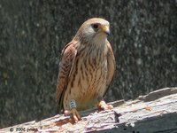 Lesser Kestrel - Falco naumanni