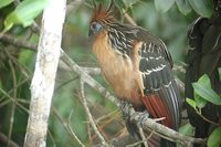 Hoatzin - Opisthocomus hoazin