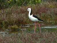 White-headed Stilt - Himantopus leucocephalus