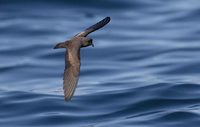 Least Storm-Petrel (Oceanodroma microsoma) photo