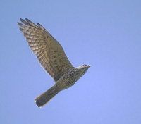 Gray-faced Buzzard (Butastur indicus) photo