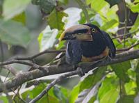 Pale-mandibled Aracari (Pteroglossus erythropygius) photo