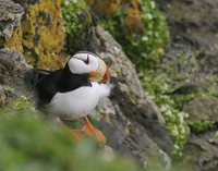 Horned Puffin - Fratercula corniculata