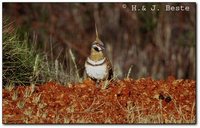 Spinifex Pigeon - Geophaps plumifera