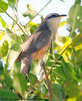 Mangrove Cuckoo - Coccyzus minor