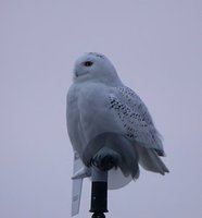 Snowy Owl - Bubo scandiacus