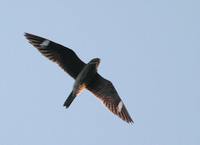 Common Nighthawk - Chordeiles minor