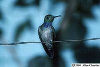 Blue-chested Hummingbird - Polyerata amabilis