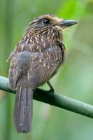 Crescent-chested Puffbird - Malacoptila striata