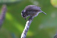 White-barred Piculet - Picumnus cirratus