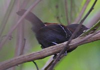 Black-hooded Antwren - Formicivora erythronotos