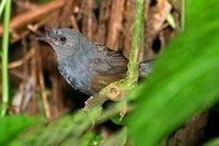 Slaty Bristlefront - Merulaxis ater