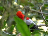 Andean Cock-of-the-Rock - Rupicola peruviana