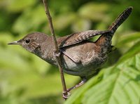 House Wren - Troglodytes aedon