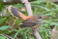 Rufous Fantail - Rhipidura rufifrons