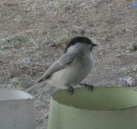 Marsh Tit - Poecile palustris